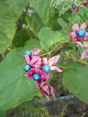 Clerodendrum trichotomum