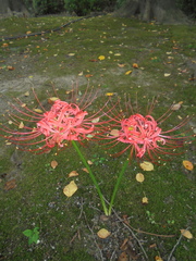 Lycoris radiata