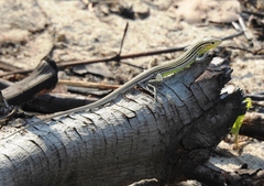 Cnemidophorus ruatanus