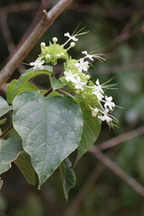 Clerodendrum canescens