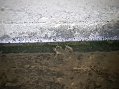 Hoplobatrachus chinensis