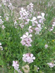 Silene gallica