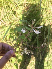 Equilabium laxiflorum