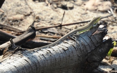 Cnemidophorus ruatanus
