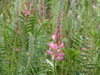 Sainfoin - Photo (c) Inés, some rights reserved (CC BY-NC), uploaded by Inés
