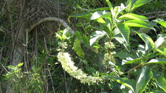 Iochroma arborescens