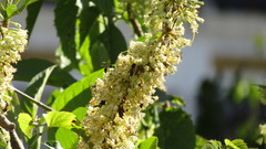 Iochroma arborescens