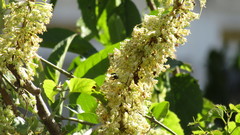 Iochroma arborescens