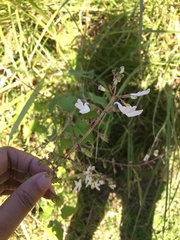 Equilabium laxiflorum