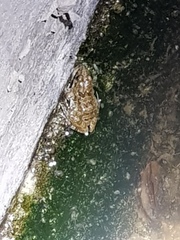 Fejervarya limnocharis