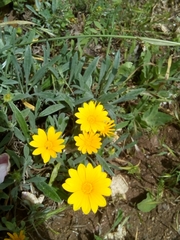 Asteraceae