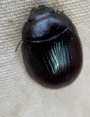 Paropsisterna irina