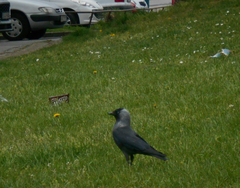 Corvus monedula