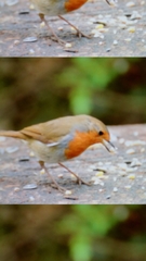 Erithacus rubecula