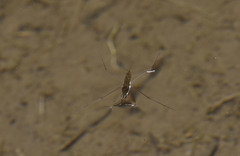 Gerris gracilicornis