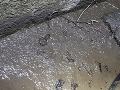 Fejervarya limnocharis