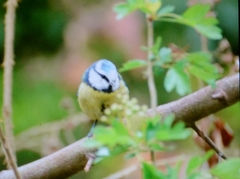 Cyanistes caeruleus