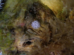 Antiopella longidentata