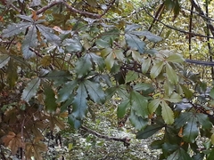 Pseudopanax discolor