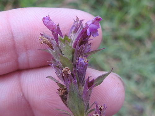 Agastache pallidiflora var. greenei