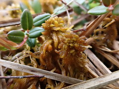 Sphagnum contortum