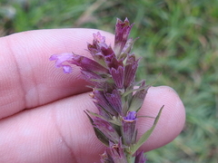 Agastache pallidiflora greenei