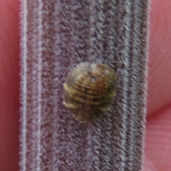 Pulvinaria