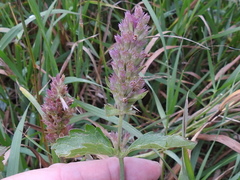 Agastache pallidiflora greenei