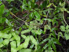 Lygodium articulatum