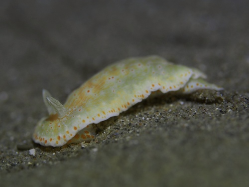Goniobranchus epicurius