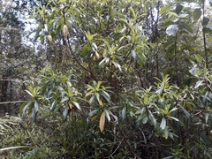 Brachyglottis kirkii