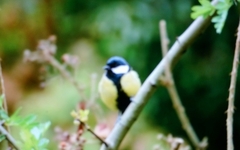 Parus major