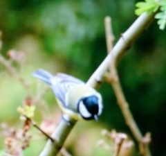Parus major