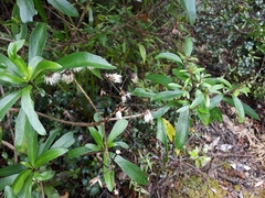 Brachyglottis kirkii