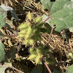 Xanthium strumarium image