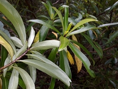 Brachyglottis kirkii