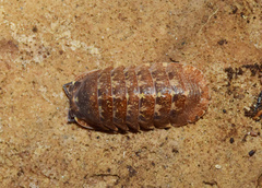 Barnardillo barnardi