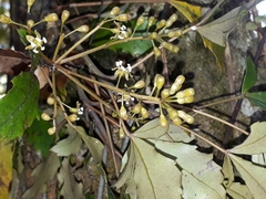 Pseudopanax discolor