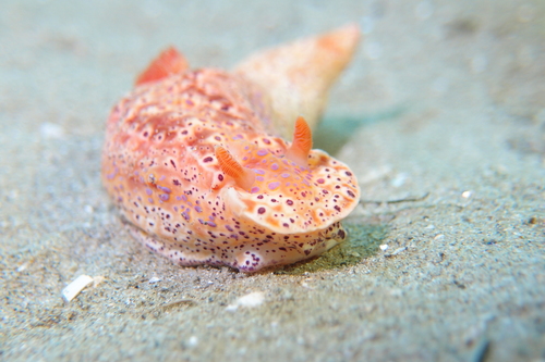 Short-Tailed Ceratosoma