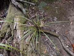 Cordyline pumilio