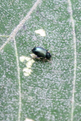 Aphthona strigosa