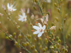 Asphodelus serotinus