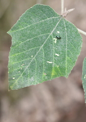Aphthona strigosa