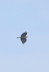 Pernis ptilorhynchus orientalis