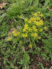Gagea minima