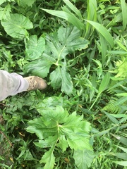 Ligularia japonica