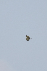 Pernis ptilorhynchus orientalis