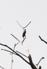 Cacomantis sonneratii