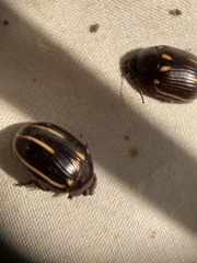 Paropsisterna lineata