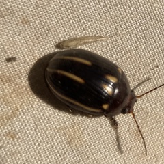 Paropsisterna lineata